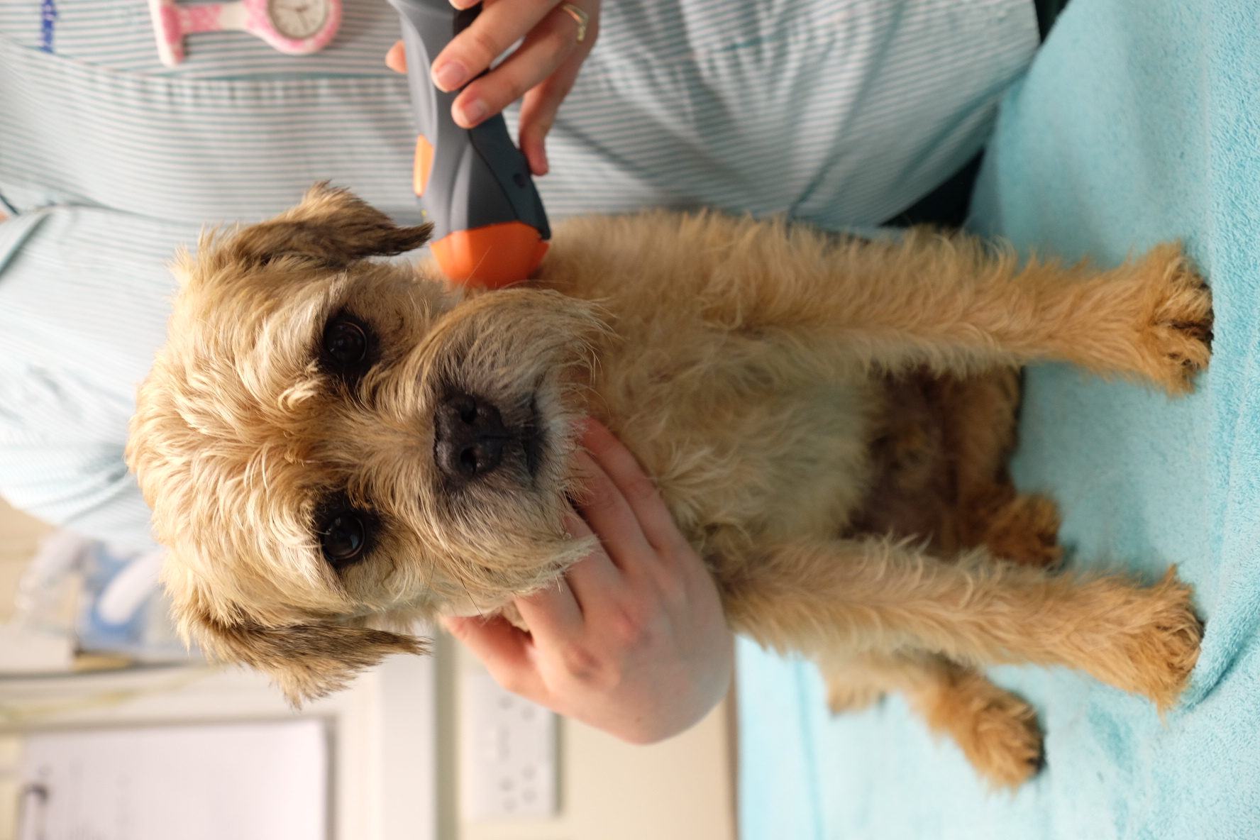 Dog being treated with MLS Laser Therapy