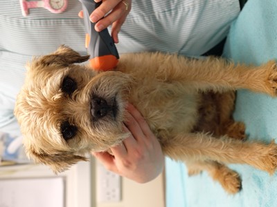 Dog being treated with MLS Laser Therapy