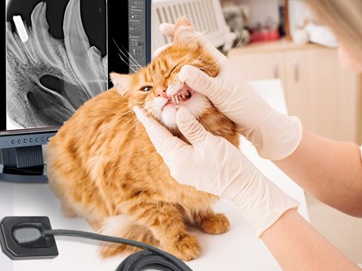 Veterinary dental x-ray equipment