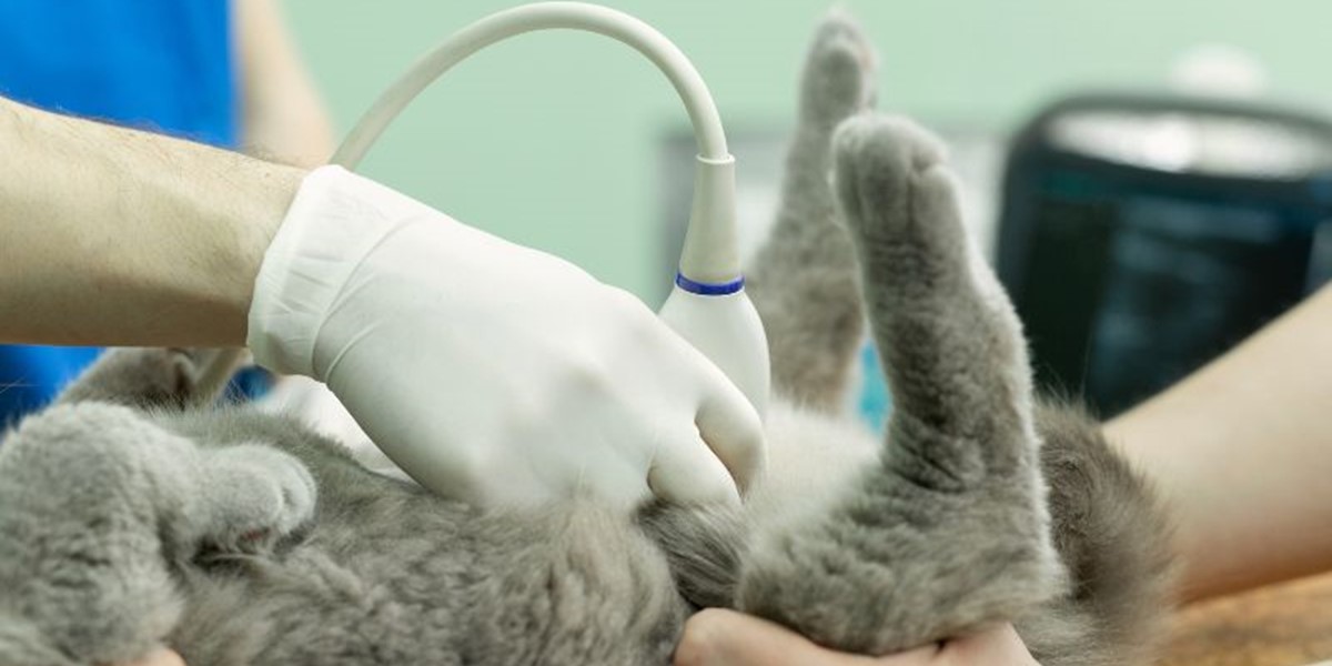Veterinary start up packages